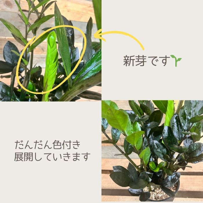 観葉植物現品販売
