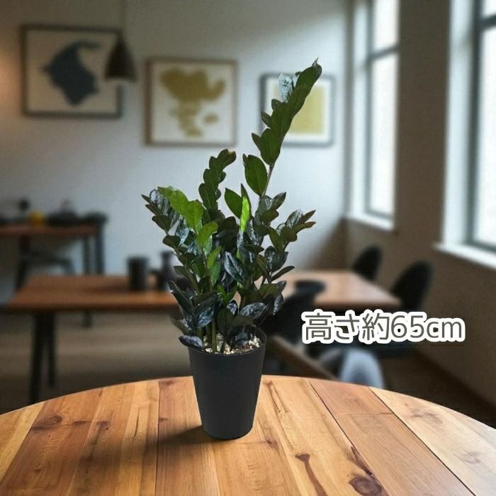 観葉植物現品販売