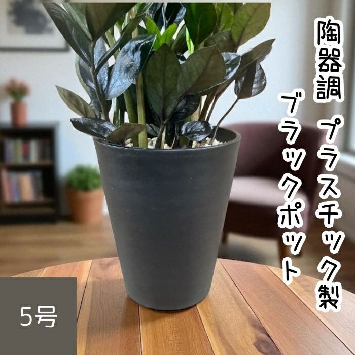 観葉植物現品販売