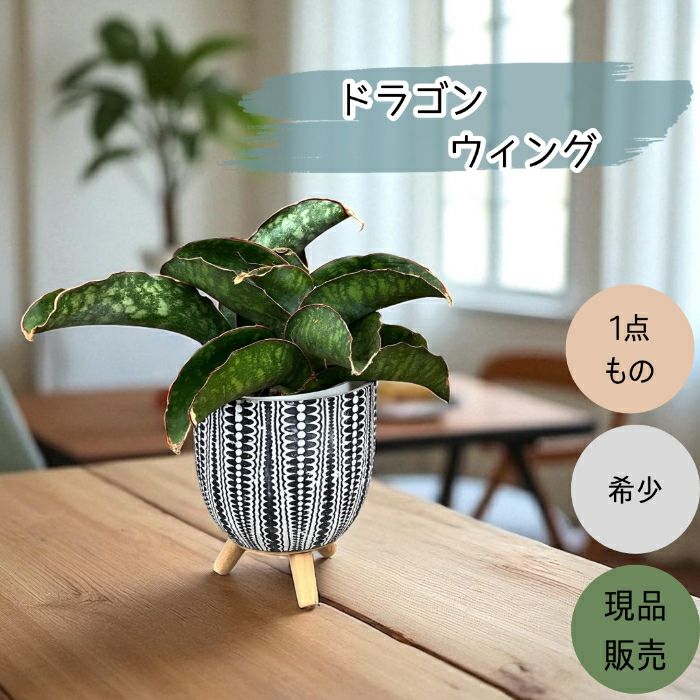 観葉植物現品販売