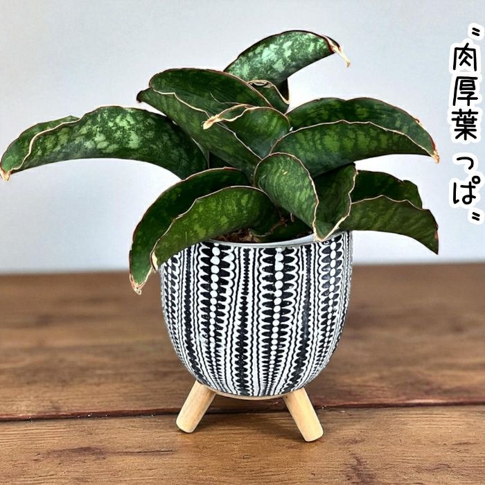 観葉植物現品販売
