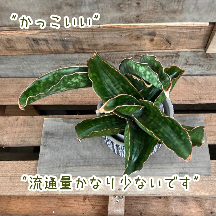 観葉植物現品販売