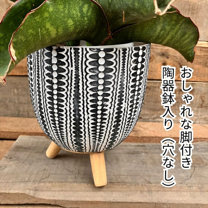 観葉植物現品販売