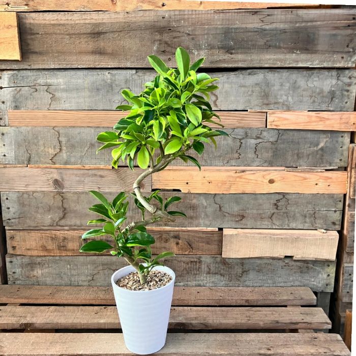 観葉植物現品販売