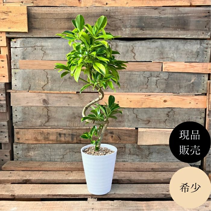 観葉植物現品販売