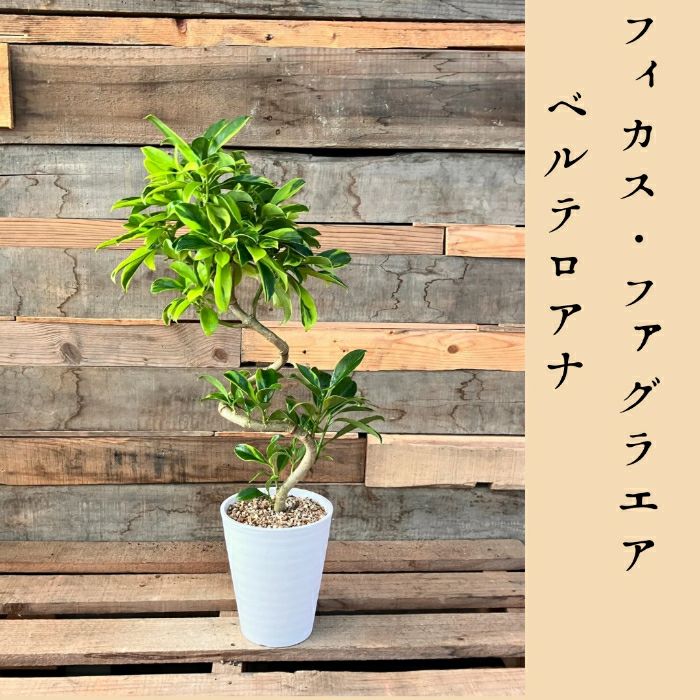 観葉植物現品販売