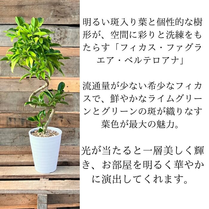 観葉植物現品販売