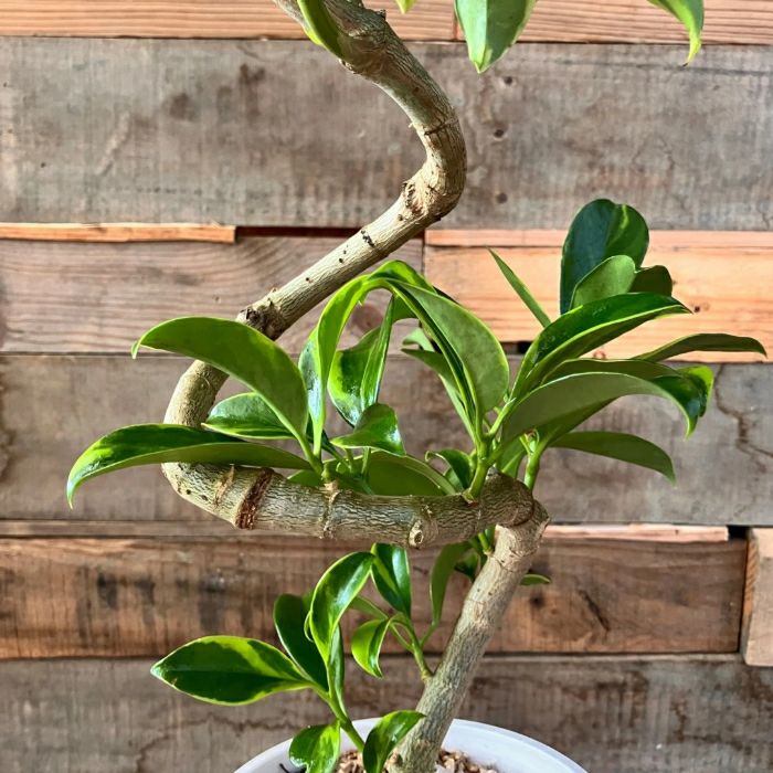 観葉植物現品販売