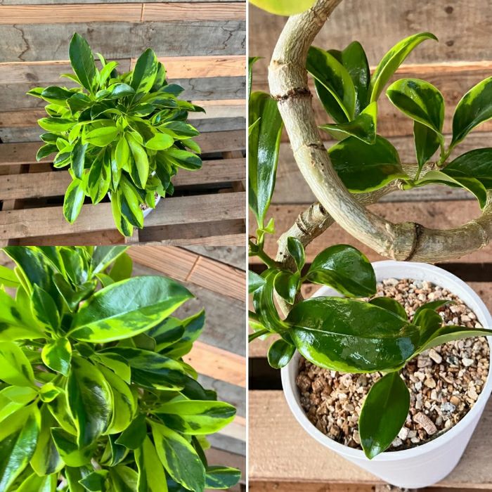 観葉植物現品販売