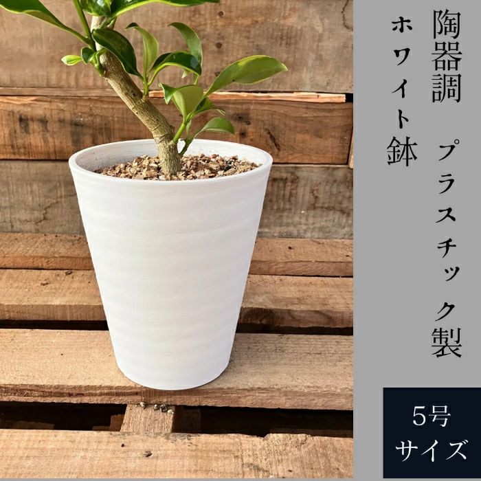 観葉植物現品販売