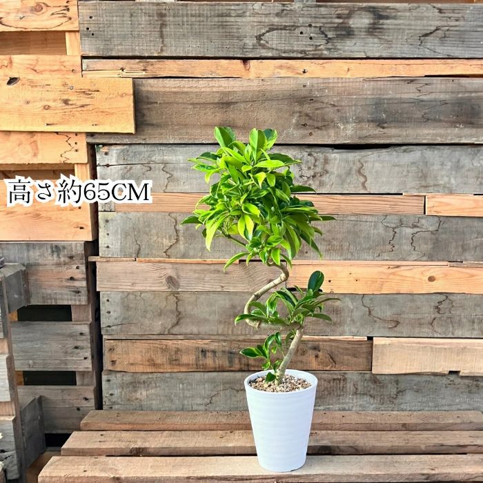 観葉植物現品販売