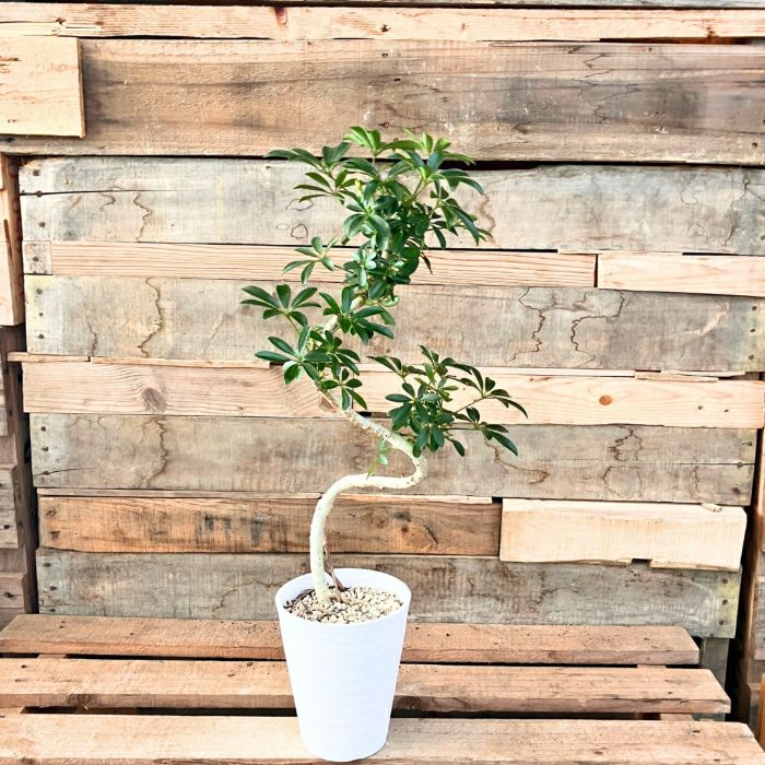 観葉植物現品販売