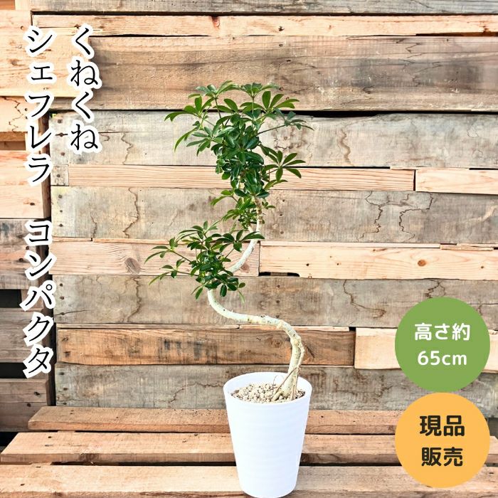 観葉植物現品販売