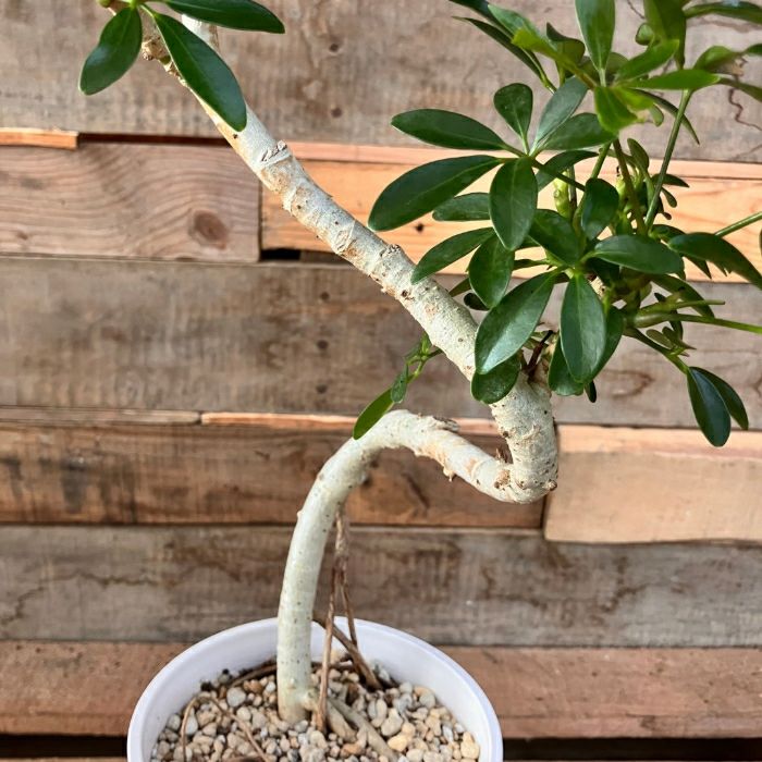 観葉植物現品販売