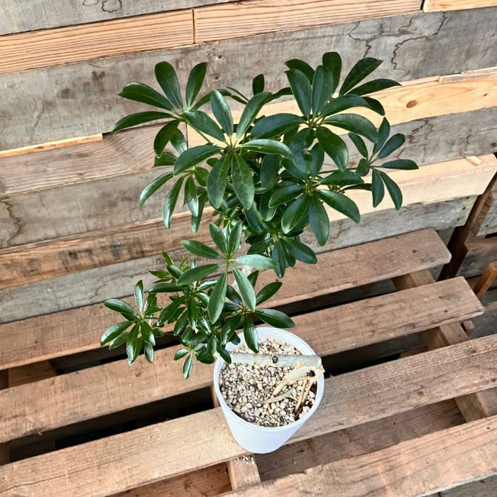 観葉植物現品販売