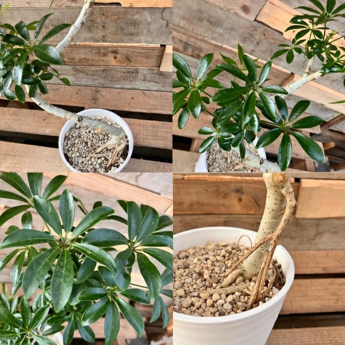 観葉植物現品販売