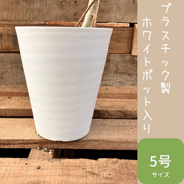 観葉植物現品販売