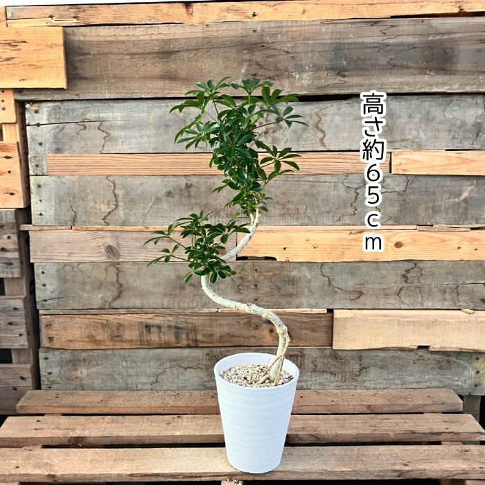 観葉植物現品販売
