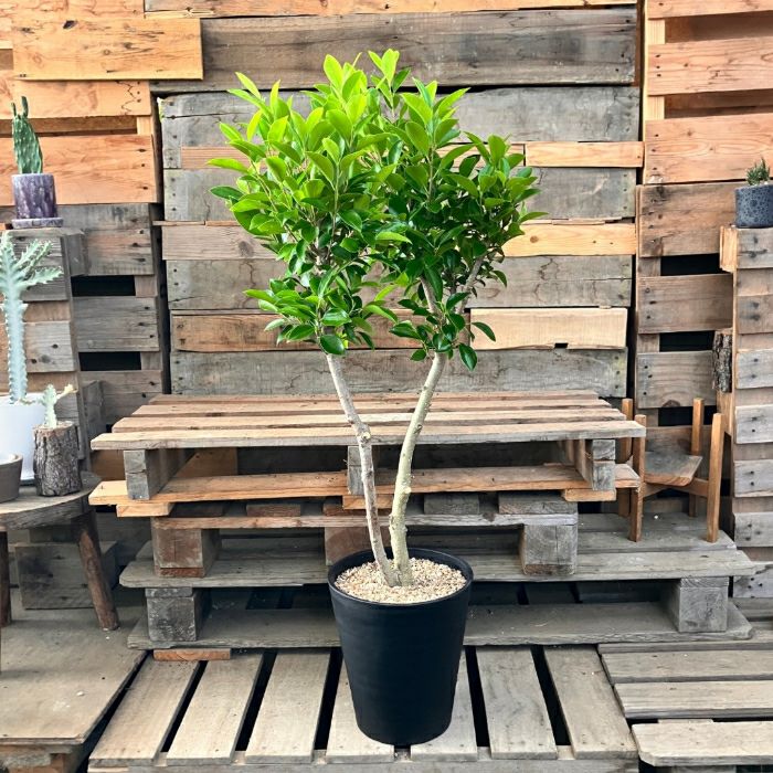 観葉植物現品販売