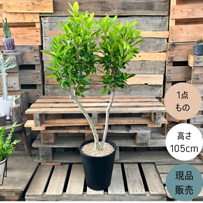 観葉植物現品販売