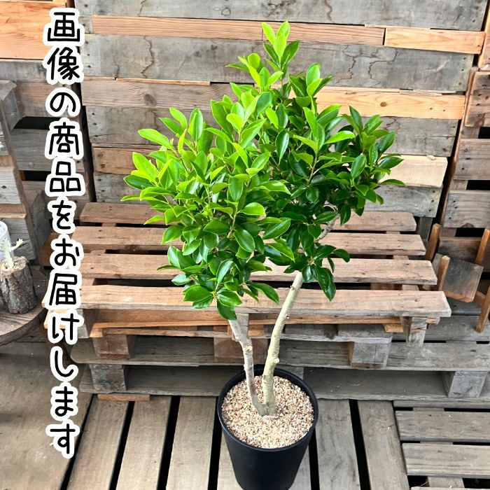 観葉植物現品販売