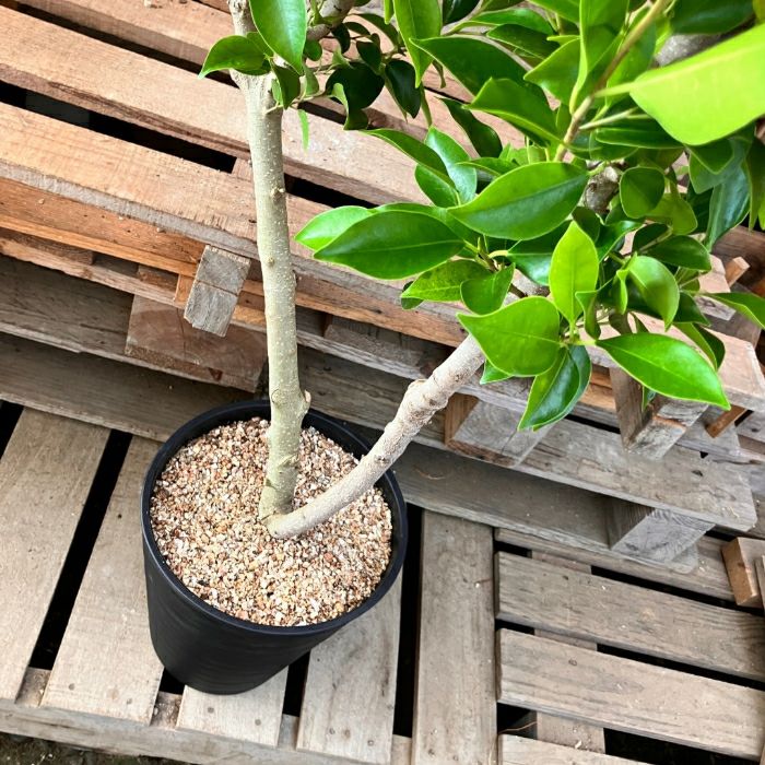 観葉植物現品販売