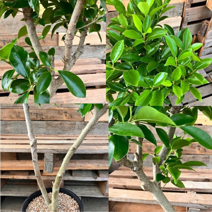 観葉植物現品販売