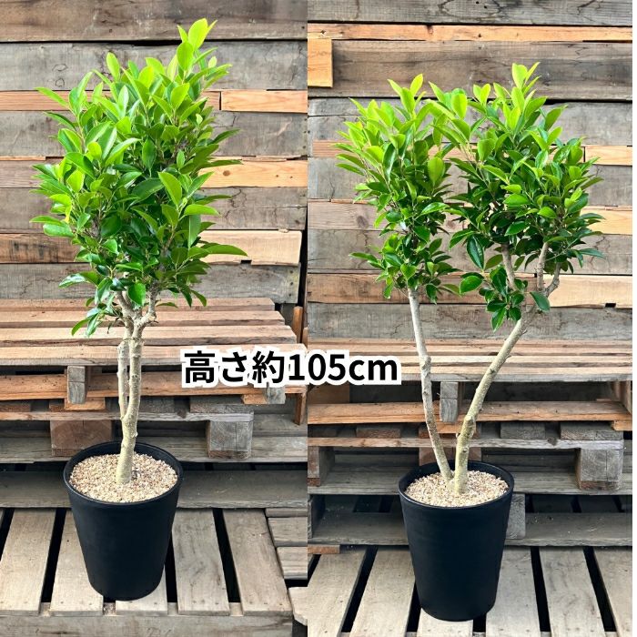 観葉植物現品販売