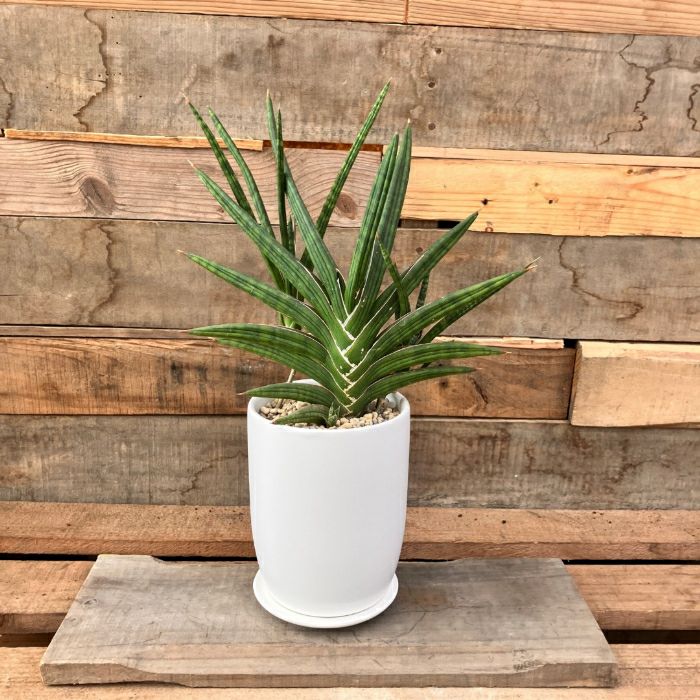 観葉植物現品販売