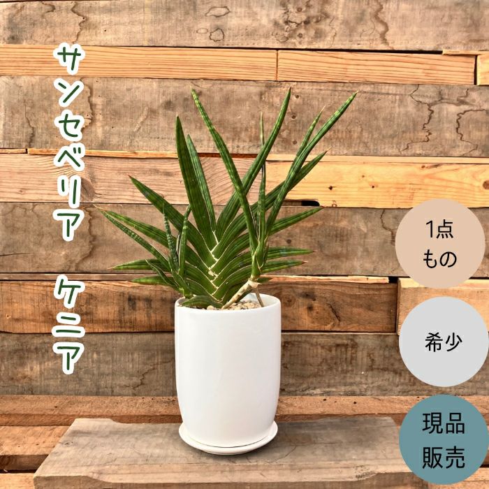 観葉植物現品販売