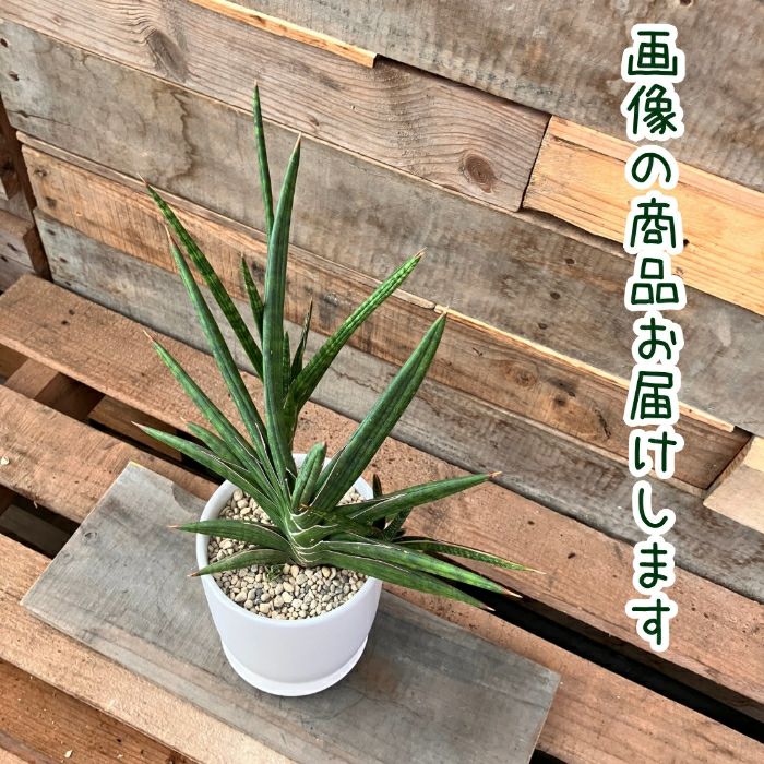観葉植物現品販売