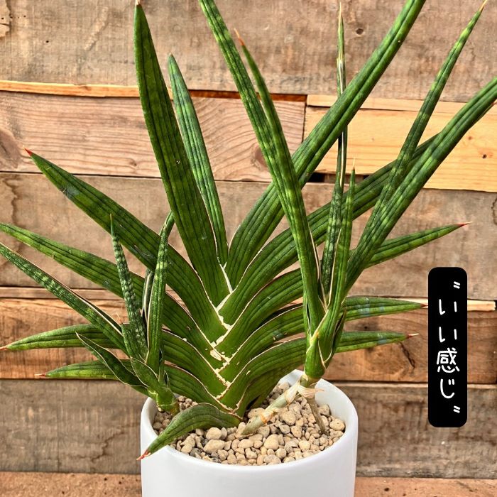 観葉植物現品販売