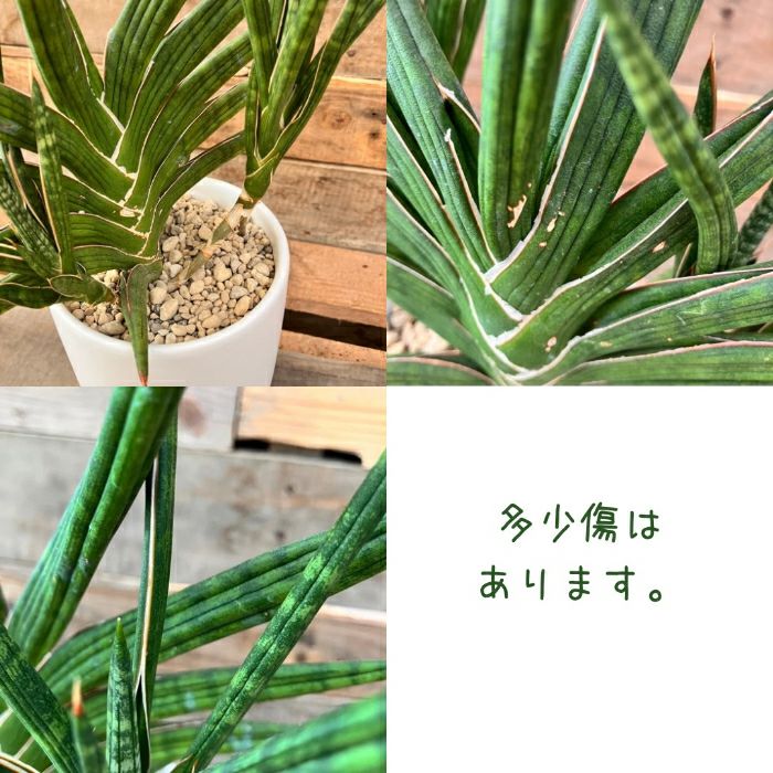 観葉植物現品販売