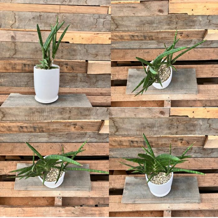 観葉植物現品販売