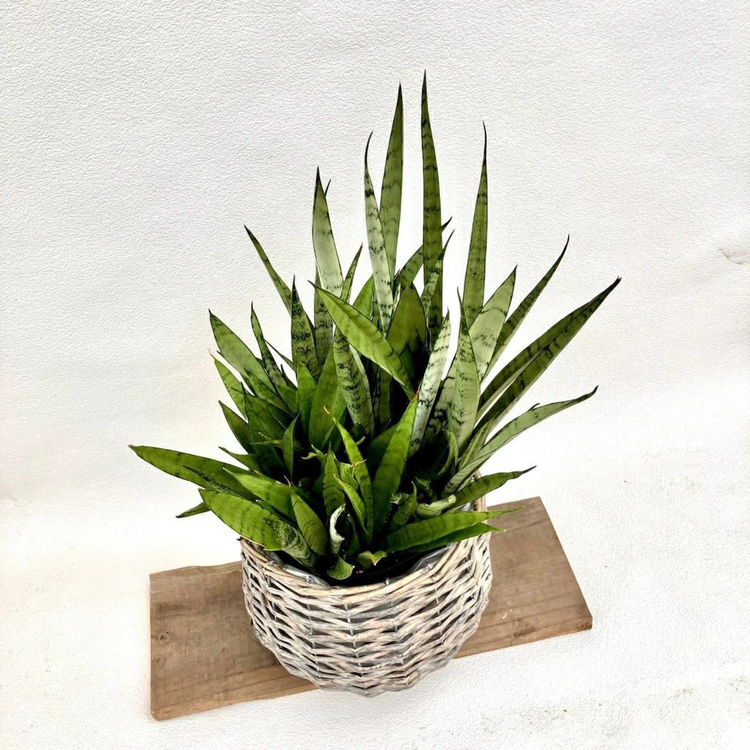 観葉植物現品販売