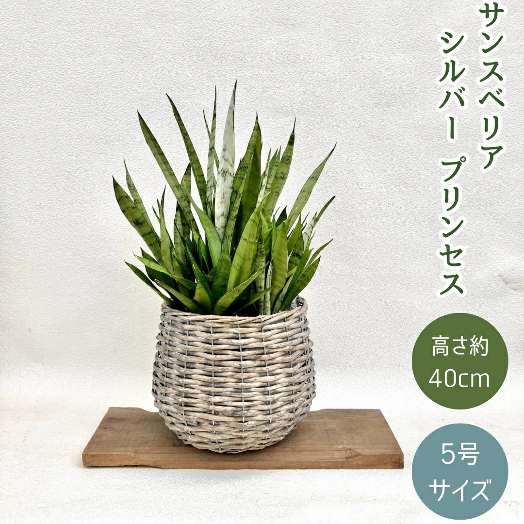観葉植物現品販売