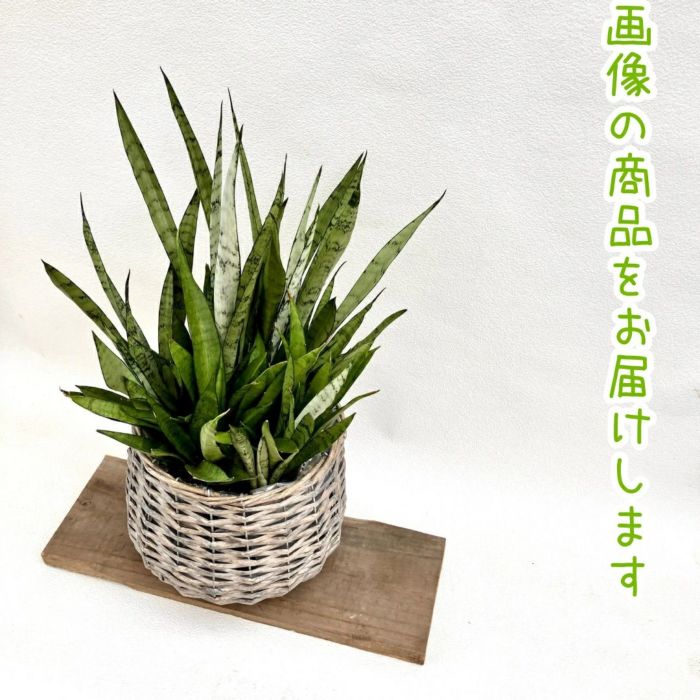 観葉植物現品販売