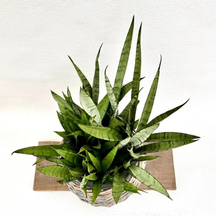 観葉植物現品販売