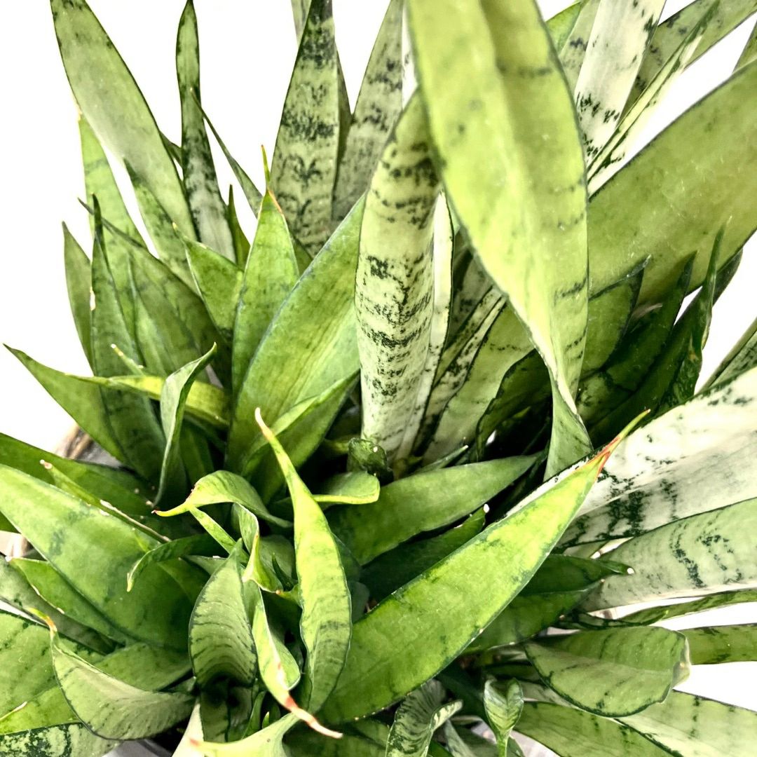 観葉植物現品販売