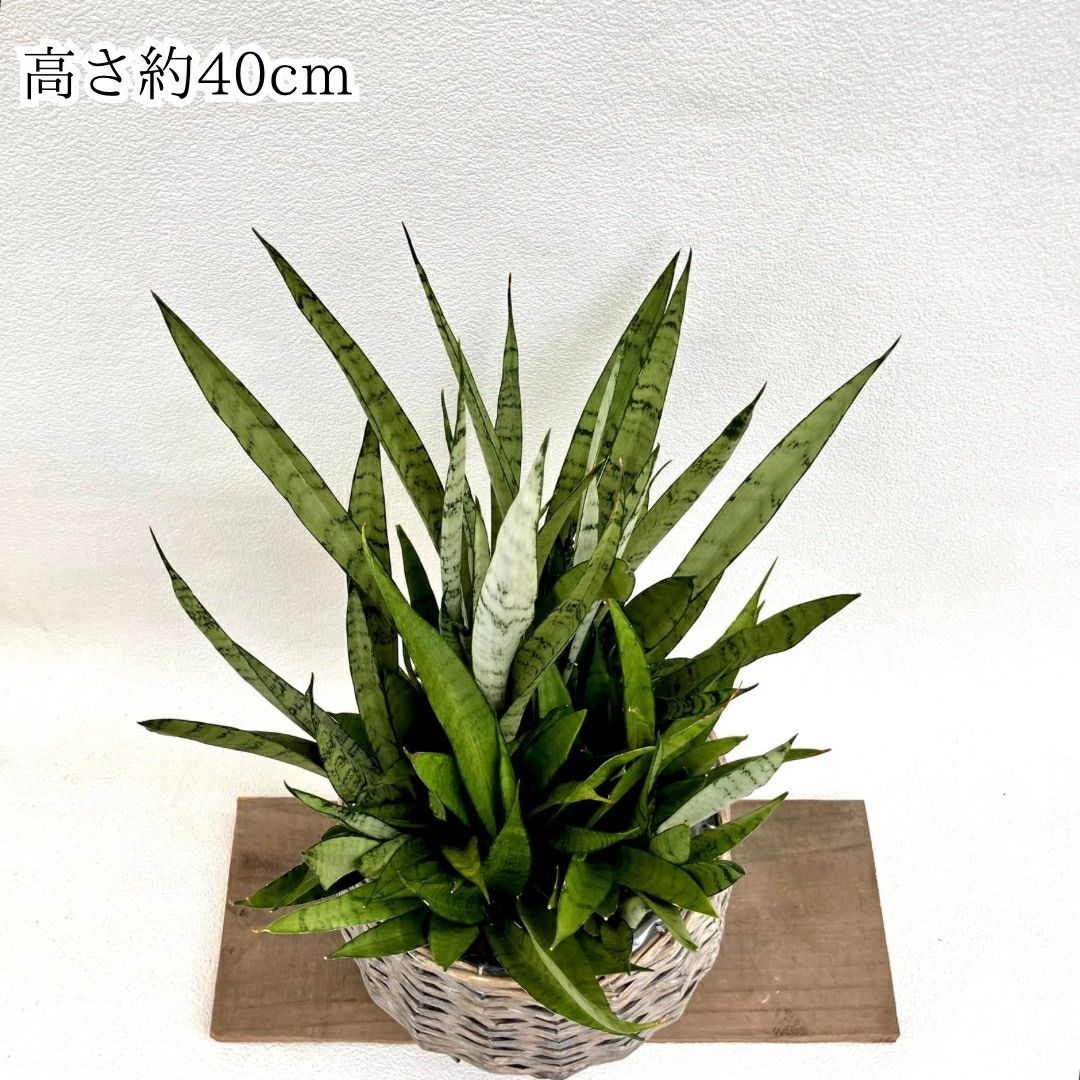 観葉植物現品販売
