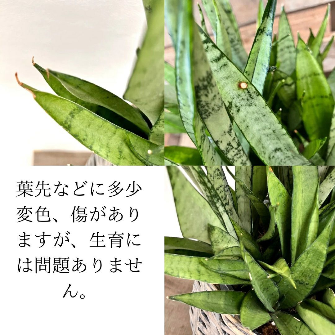 観葉植物現品販売