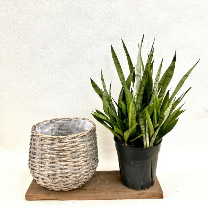 観葉植物現品販売