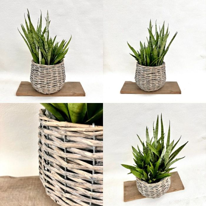 観葉植物現品販売