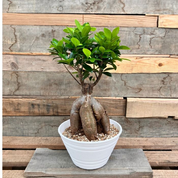 観葉植物現品販売