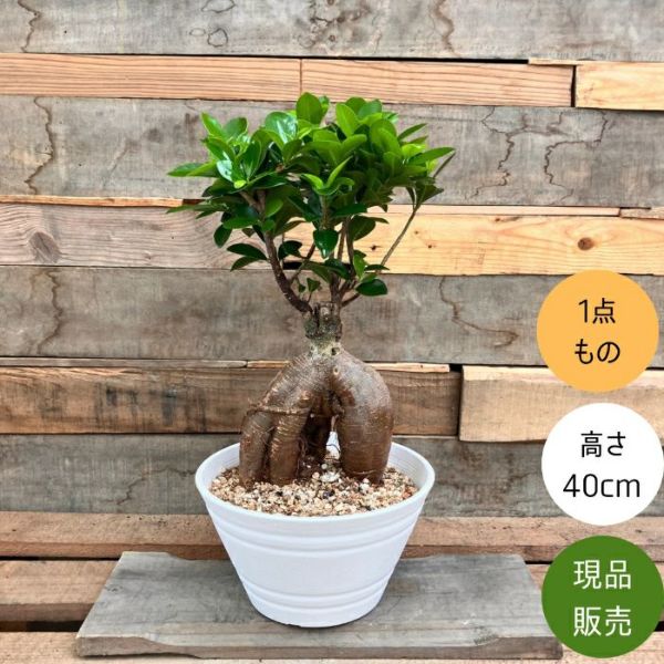 観葉植物 本物 NEW【現品】 一点もの ガジュマル 6号サイズ 人気