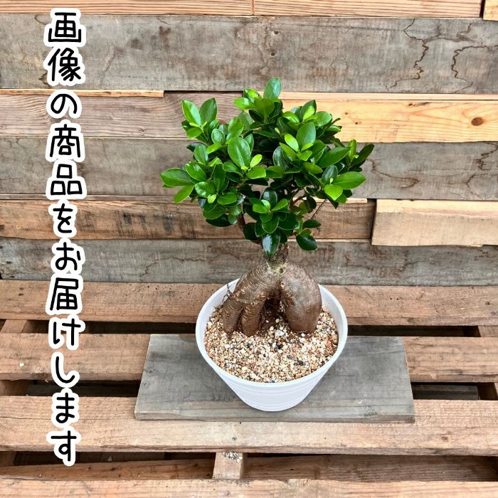 観葉植物現品販売
