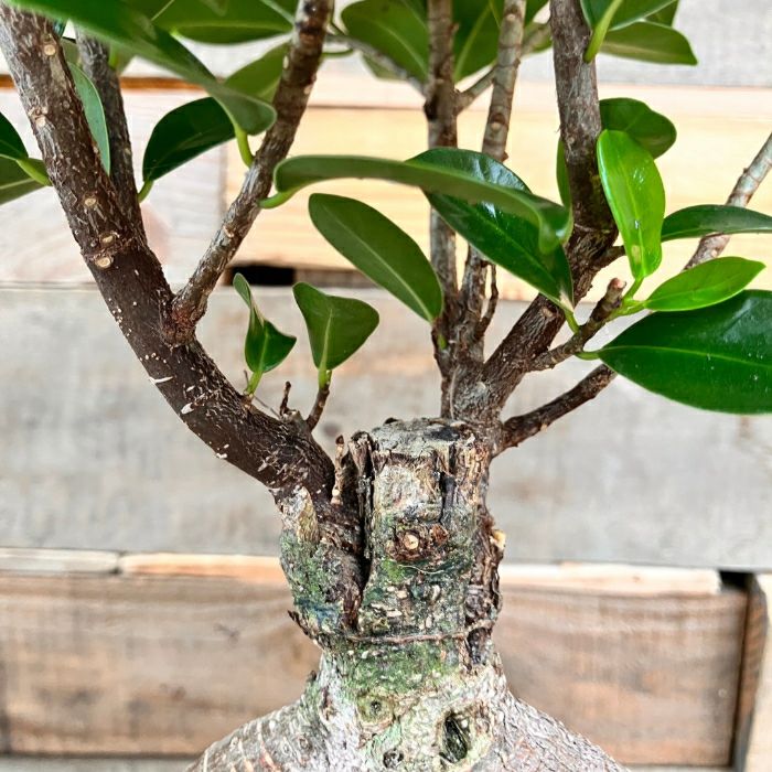 観葉植物現品販売