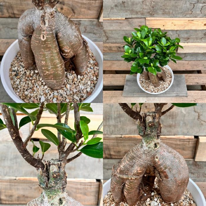 観葉植物現品販売