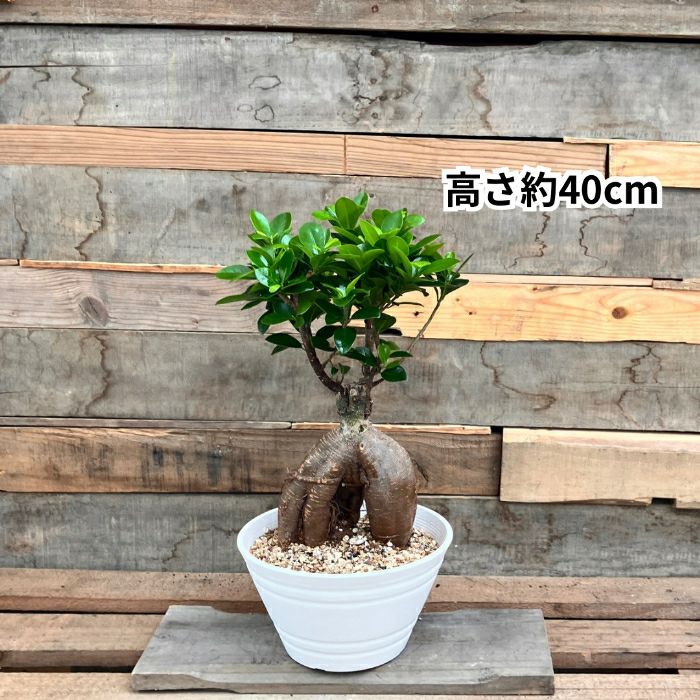 観葉植物現品販売