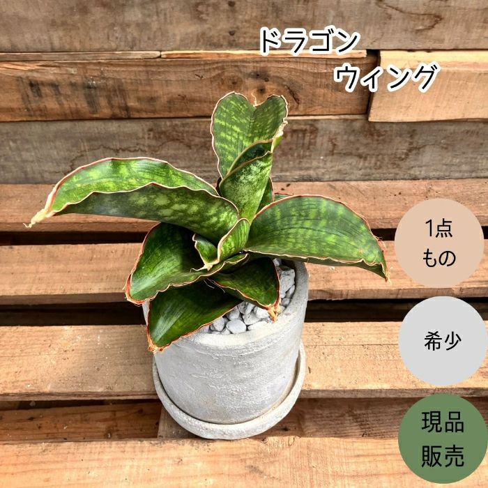 観葉植物現品販売